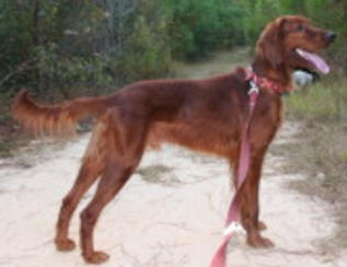 Rescue – Irish Setter Club of America, Inc.