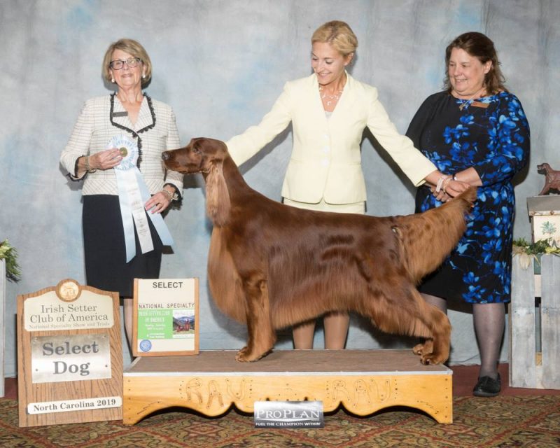 national cur and feist breeders association